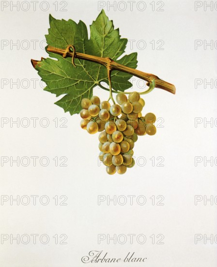 Ampelography, grape variety, oenology, viticulture, grape, grapevine, Arbane is a historical white