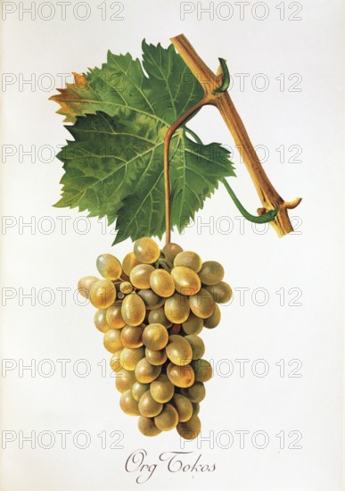 Ampelography, grape variety, oenology, viticulture, grape, grapevine, Org Tokos grape, digitally