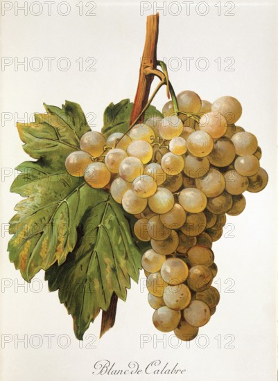 Ampelography, grape variety, oenology, viticulture, grape, grapevine, Blanc de Calabre grape,