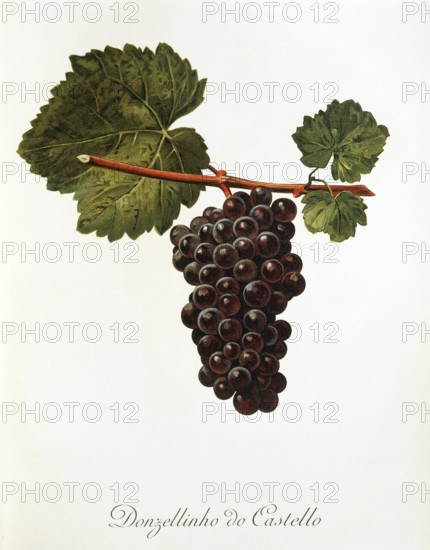 Ampelography, grape variety, oenology, viticulture, grape, grapevine, Donzellinho do Castello