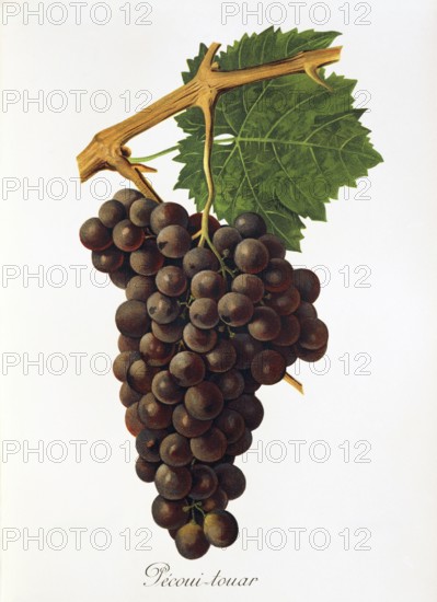Ampelography, grape variety, oenology, viticulture, grape, grapevine, Pecoui-touar grape, digitally