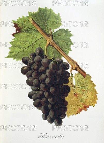 Ampelography, grape variety, oenology, viticulture, grape, grapevine, Sciaccarello grape, digitally