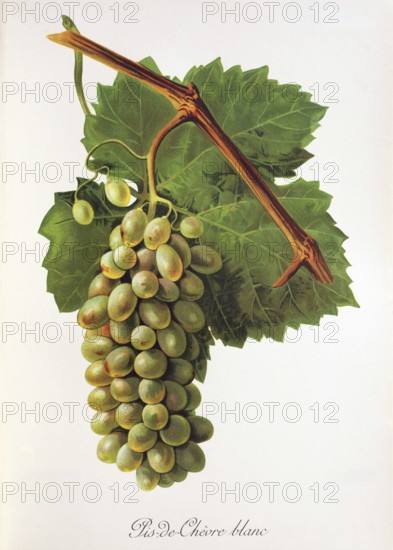 Ampelography, grape variety, oenology, viticulture, grape, grapevine, Pis-de-Chevre Blanc grape,