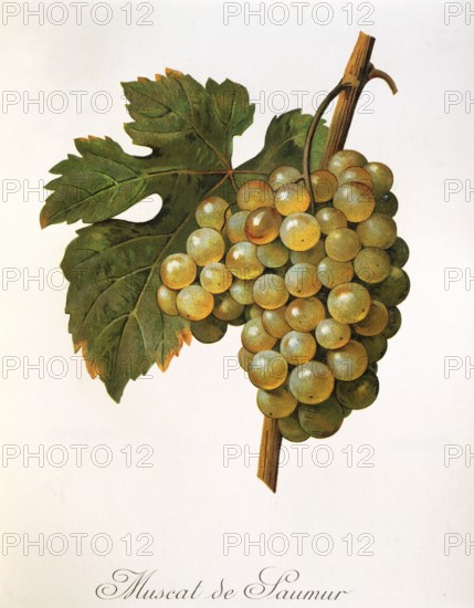 Ampelography, grape variety, oenology, viticulture, grape, grapevine, Muscat précoce de Saumur is a