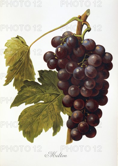 Ampelography, grape variety, oenology, viticulture, grape, grapevine, Milton grape, an early hybrid