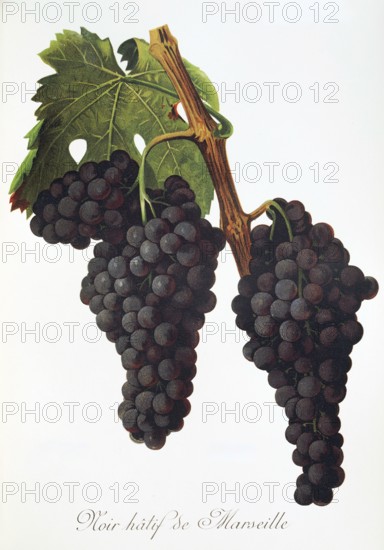 Ampelograhie, Rebsortenkunde, Önologie, Weinbau, Weintraube, Weinrebe, Noir Hatif de Marseille