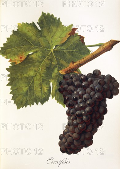 Ampelography, Grape variety, Oenology, Viticulture, Grape, Grapevine, Cornifesto grape, digitally