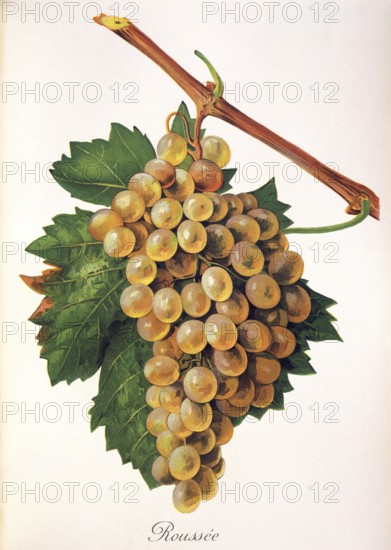 Ampelograhie, Rebsortenkunde, Önologie, Weinbau, Weintraube, Weinrebe, Roussanne is a white wine
