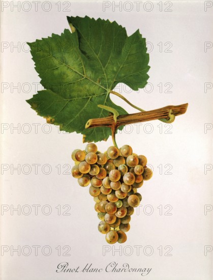 Ampelography, grape variety, oenology, viticulture, grape, grapevine, Pinot Blanc Chardonnay grape,