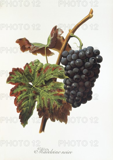 Ampelography, grape variety, oenology, viticulture, grape, grapevine, Madeleine Noire grape,