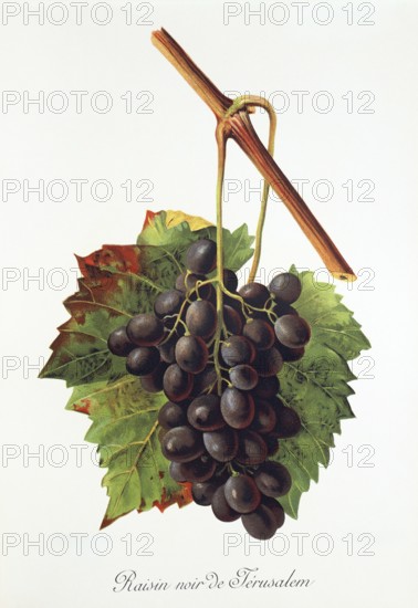 Ampelography, grape variety, oenology, viticulture, grape, grapevine, Raisin Noir de Jerusalem