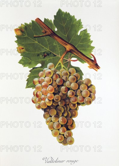 Ampelography, grape variety, oenology, viticulture, grape, grapevine, Valteliner Rouge grape,