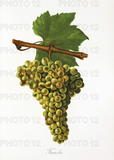 Ampelography, grape variety, oenology, viticulture, grape, grapevine, Franche grape, digitally