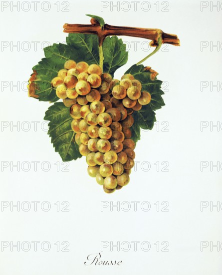 Ampelography, grape variety, oenology, viticulture, grape, grapevine, Rousse grape, digitally