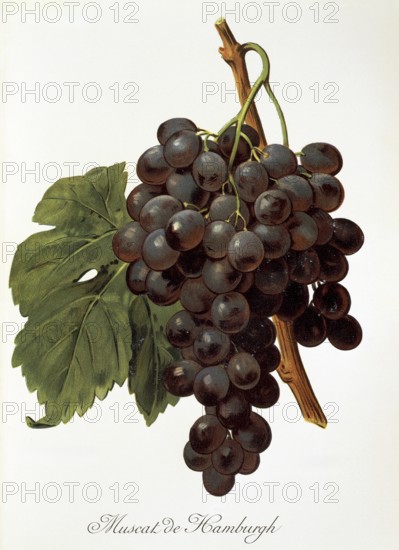 Ampelography, Grape variety, Oenology, Viticulture, Grape, Grapevine, Muscat de Hamburgh grape,