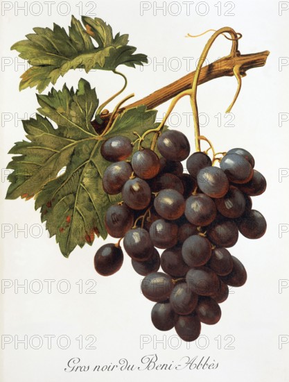 Ampelography, grape variety, oenology, viticulture, grape, grapevine, Abbes grape, digitally