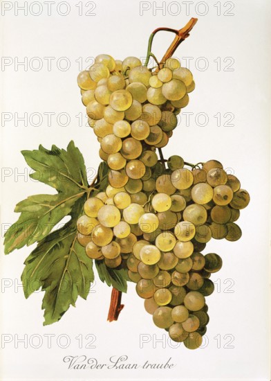 Ampelography, grape variety, oenology, viticulture, grape, grapevine, Van der Laan grape, digitally
