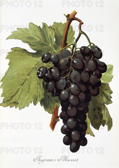 Ampelography, grape variety, oenology, viticulture, grape, grapevine, Ingram's Muscat grape,