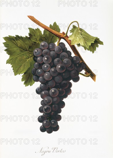 Ampelography, grape variety, oenology, viticulture, grape, grapevine, Negru Vertos grape, digitally