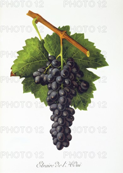 Ampelography, grape variety, oenology, viticulture, grape, grapevine, Etraire del'Adui grape,