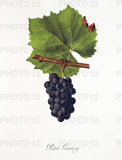 Ampelography, grape variety, oenology, viticulture, grape, grapevine, Petit Gamay grape, digitally