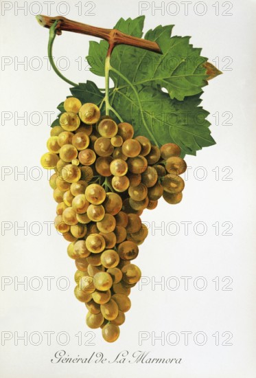 Ampelography, grape variety, oenology, viticulture, grape, grapevine, General de la Marmora grape,