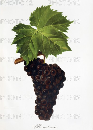 Ampelography, grape variety, oenology, viticulture, grape, grapevine, Muscat Noir grape, digitally