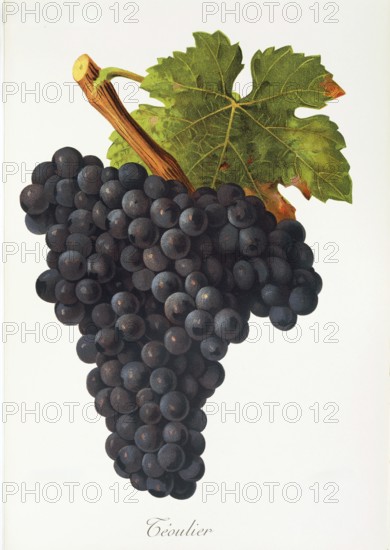 Ampelography, grape variety, oenology, viticulture, grape, grapevine, Teoulier grape, digitally