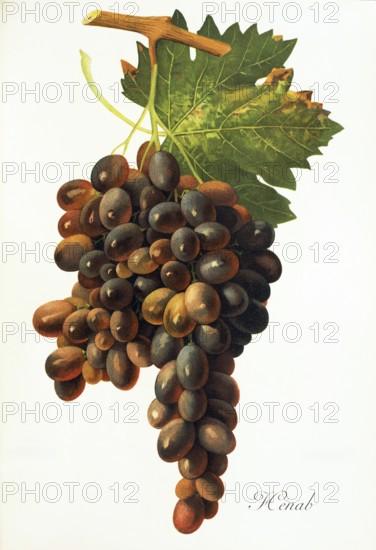Ampelography, grape variety, oenology, viticulture, grape, grapevine, Henab Noir grape, digitally