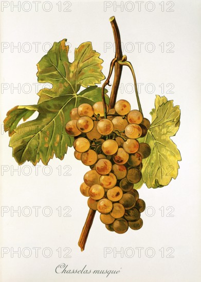 Ampelography, grape variety, oenology, viticulture, grape, grapevine, Chasselas Musque' grape,