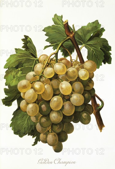 Ampelography, grape variety, oenology, viticulture, grape, grapevine, Golden Champion grape,