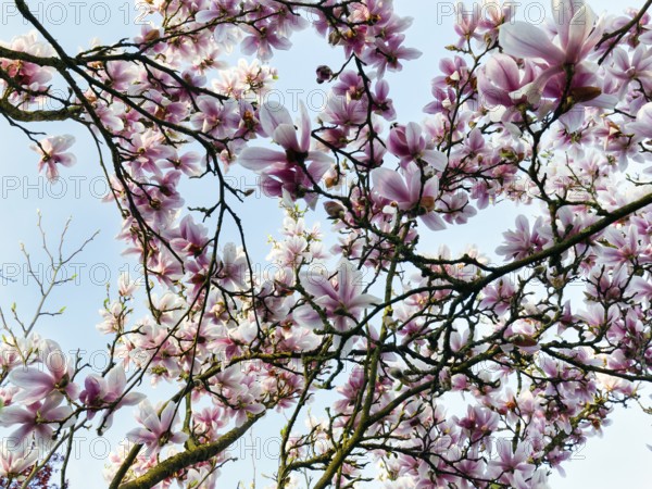 Flowering magnolia tree, tulip magnolia (Magnolia x soulangeana), sea of flowers, view upwards,