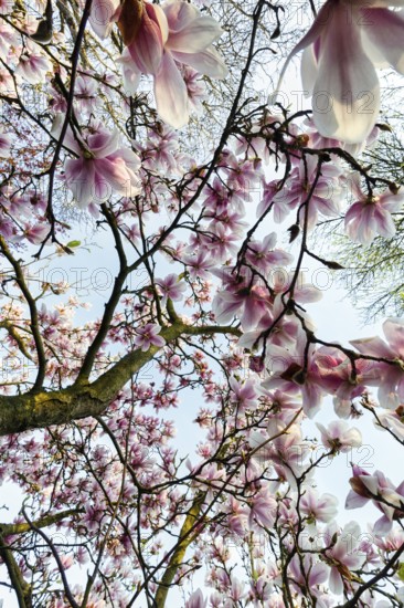 Flowering magnolia tree, tulip magnolia (Magnolia x soulangeana), sea of flowers, view upwards,