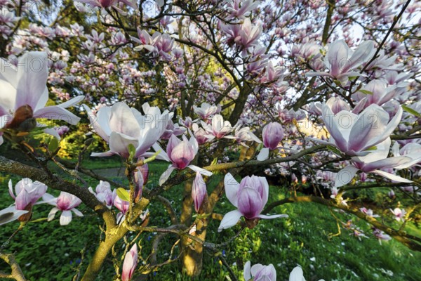 Flowering magnolia tree, tulip magnolia (Magnolia x soulangeana), magnolia blossoms, Höxter,