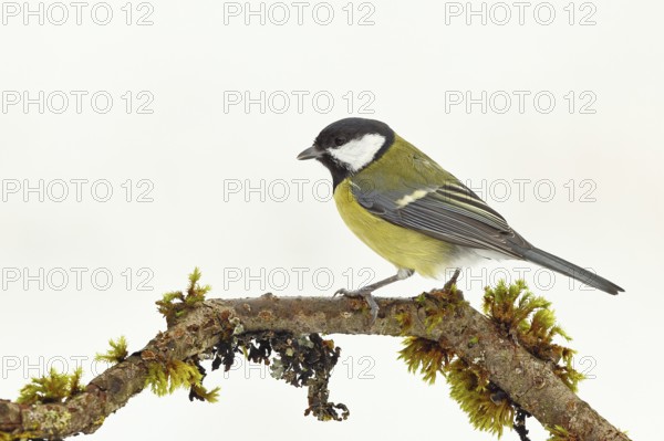 Great tit (Parus major), sitting on a branch overgrown with lichen and moss, Wilnsdorf, North