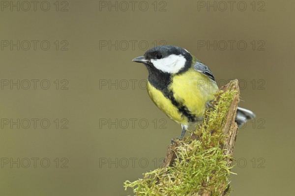 Great tit (Parus major) sitting on moss-covered dead wood, frontal view, Wilnsdorf, North