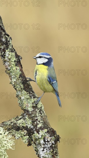 Blue tit (Parus caeruleus), sitting on a branch overgrown with lichen, Wilnsdorf, North