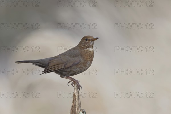 Blackbird (Turdus merula), female, sitting on an old tree stump in the forest, Wilnsdorf, North