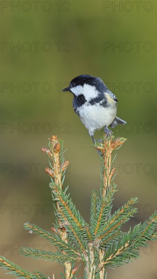 Fir tit (Parus ater), sitting on the top of a young spruce, European spruce (Picea abies),