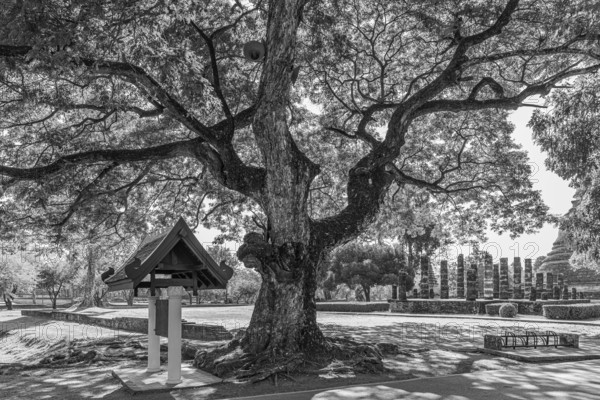 Old deciduous tree in historical park, black and white photo, Sukhothai, Sukhothai Province,