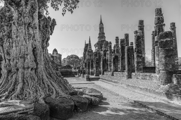 Deciduous tree with gnarled trunk, Wat Mahathat Buddhist temple complex, historical park, black and