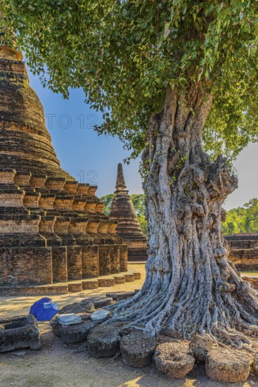 Deciduous tree with gnarled trunk, temple tower, Prang, historic Buddhist temple complex Wat