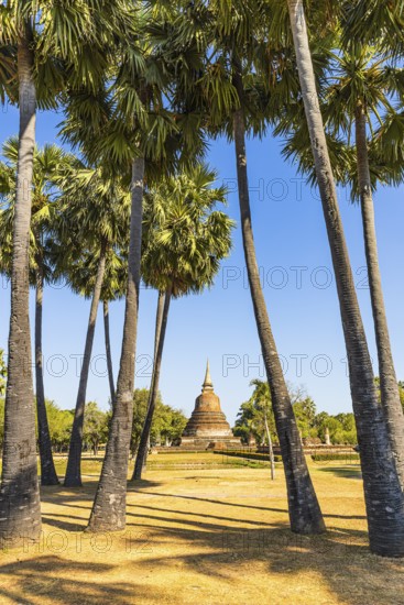 Palm trees in the historic park with a historic temple tower in the back, Prang, Sukhothai,