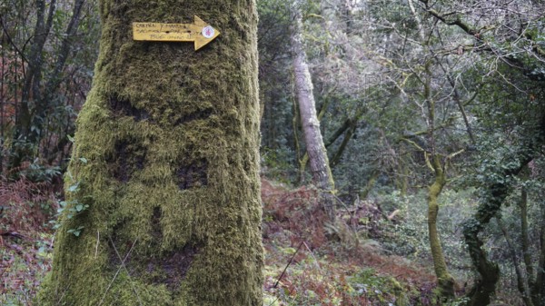 Moss-covered tree with a smiley scratched in the moss in the forest with a signpost on the Caminho