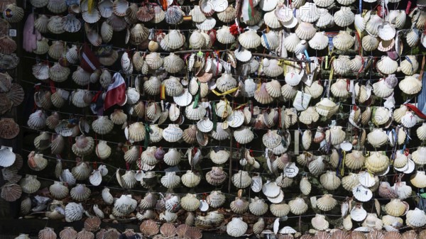A multitude of scallop shells (pecten maximus) hung in a net, symbolising the pilgrimage,