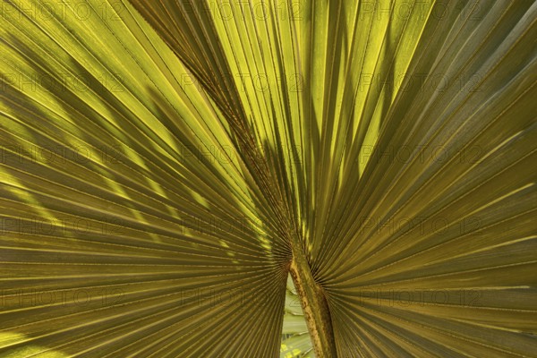Light and shadow on a fan palm leaf, historic Buddhist temple complex, Ayutthaya, Thailand
