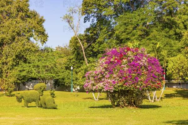 Royal Park, with multicolor bougainvillea bush, Thai King's Summer Palace, Bang Pa-In, near