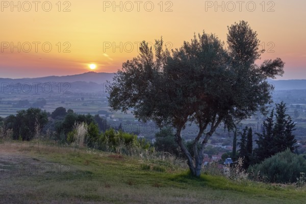 A solitary tree on a hill in an evening landscape with low sun, Hotel Europa, garden restaurant and