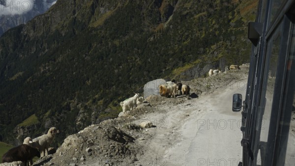 A group of goats (caprae) standing by the roadside on the Manali-Leh highway, Himachal Pradesh,