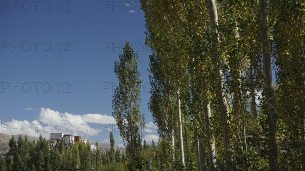 Tall trees with green foliage against a clear blue sky and a distant Buddhist monastery, trekking